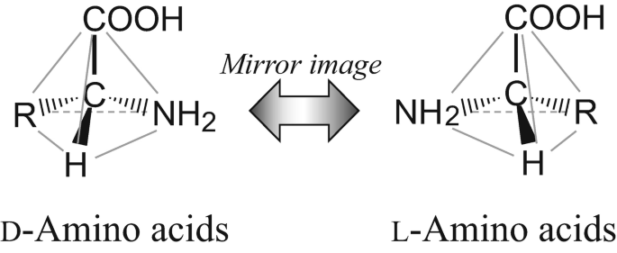 The two mirror-image forms of an amino acid: left-handed (L) and right-handed (D)